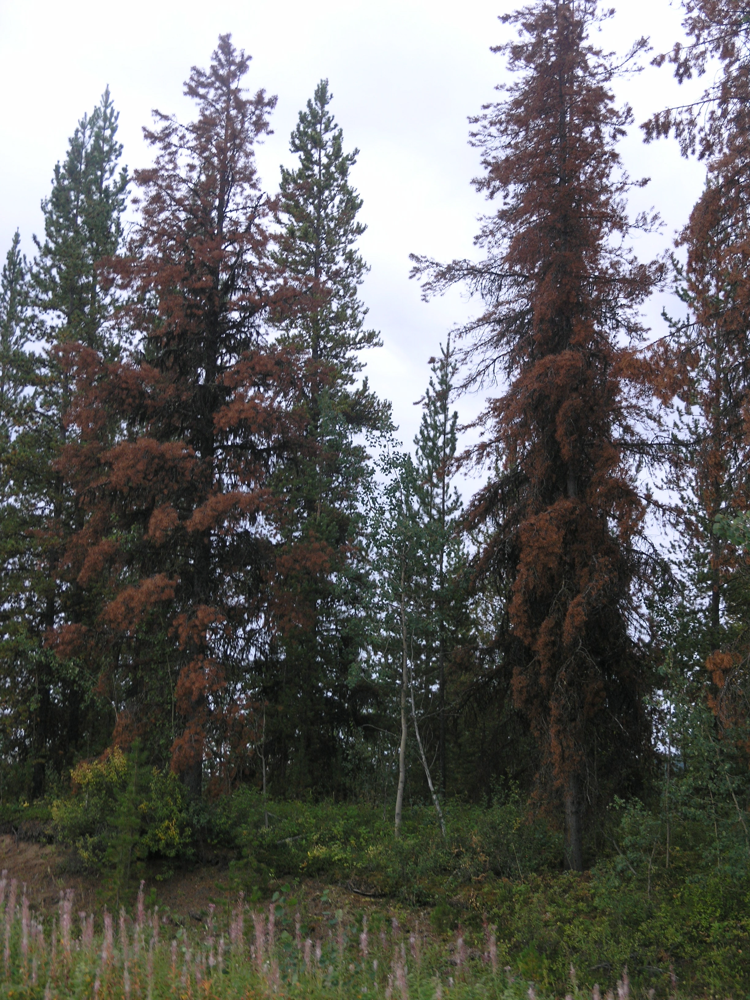 P8285078.JPG